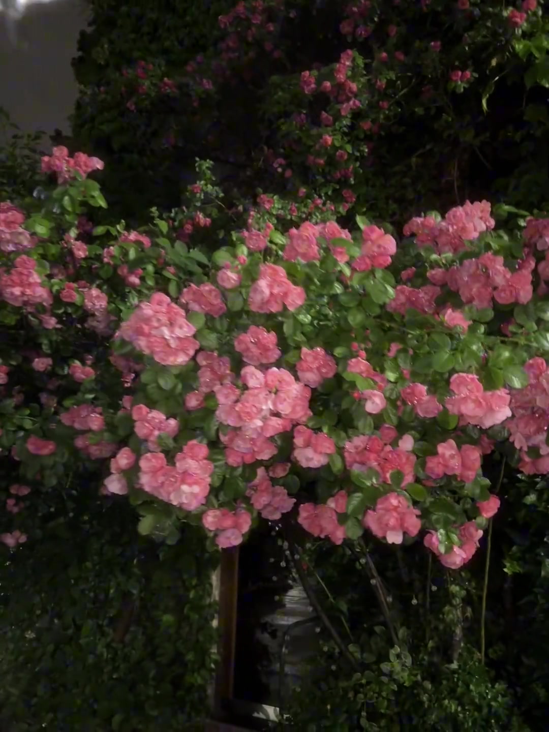 世中逢尔 雨中逢花