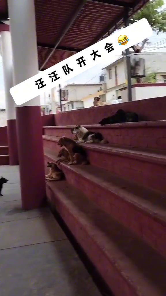 村里的狗都来齐了