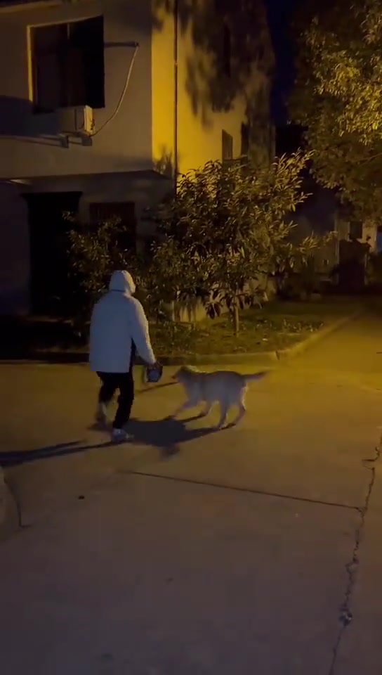 训练的挺好，棍子一过来就知道跳起来