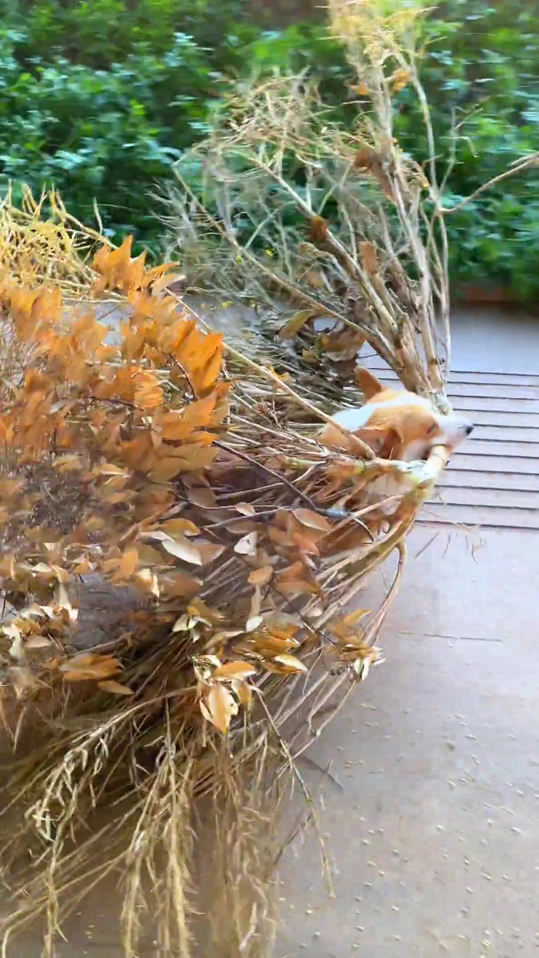狗：明明已经很努力了