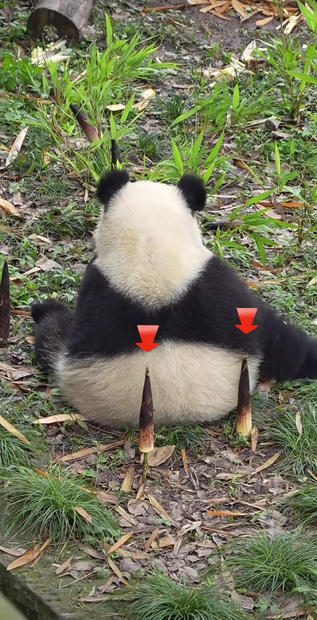 爱姐：敢扎我，拔了