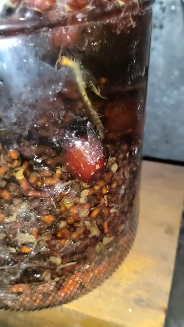 已经是醉到直线都不会游了
