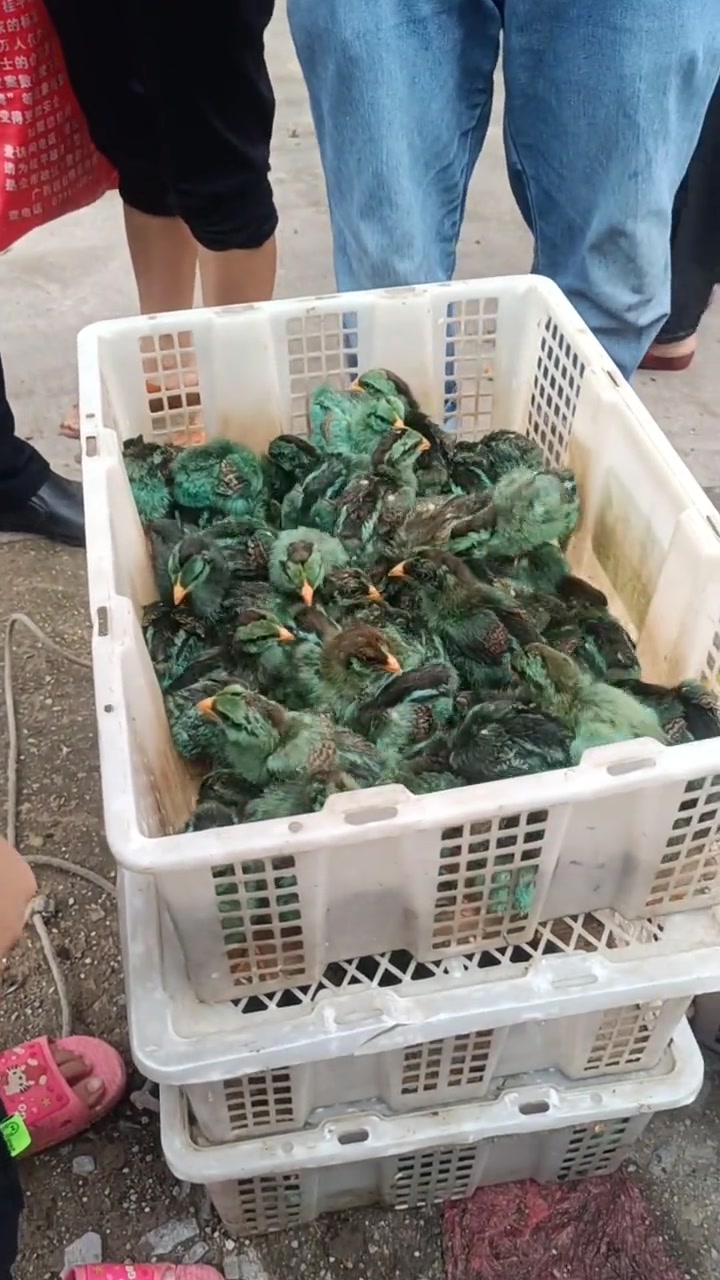 孔雀妈妈是真的，这小孔雀怕是不太对劲