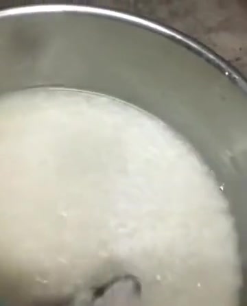 红薯粥吃了不少了，黑鼠粥第一次听
