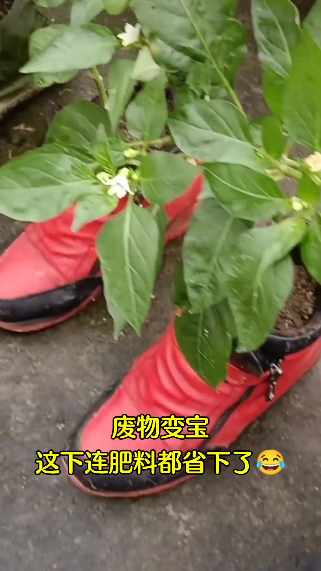 种植小技巧 废物利用