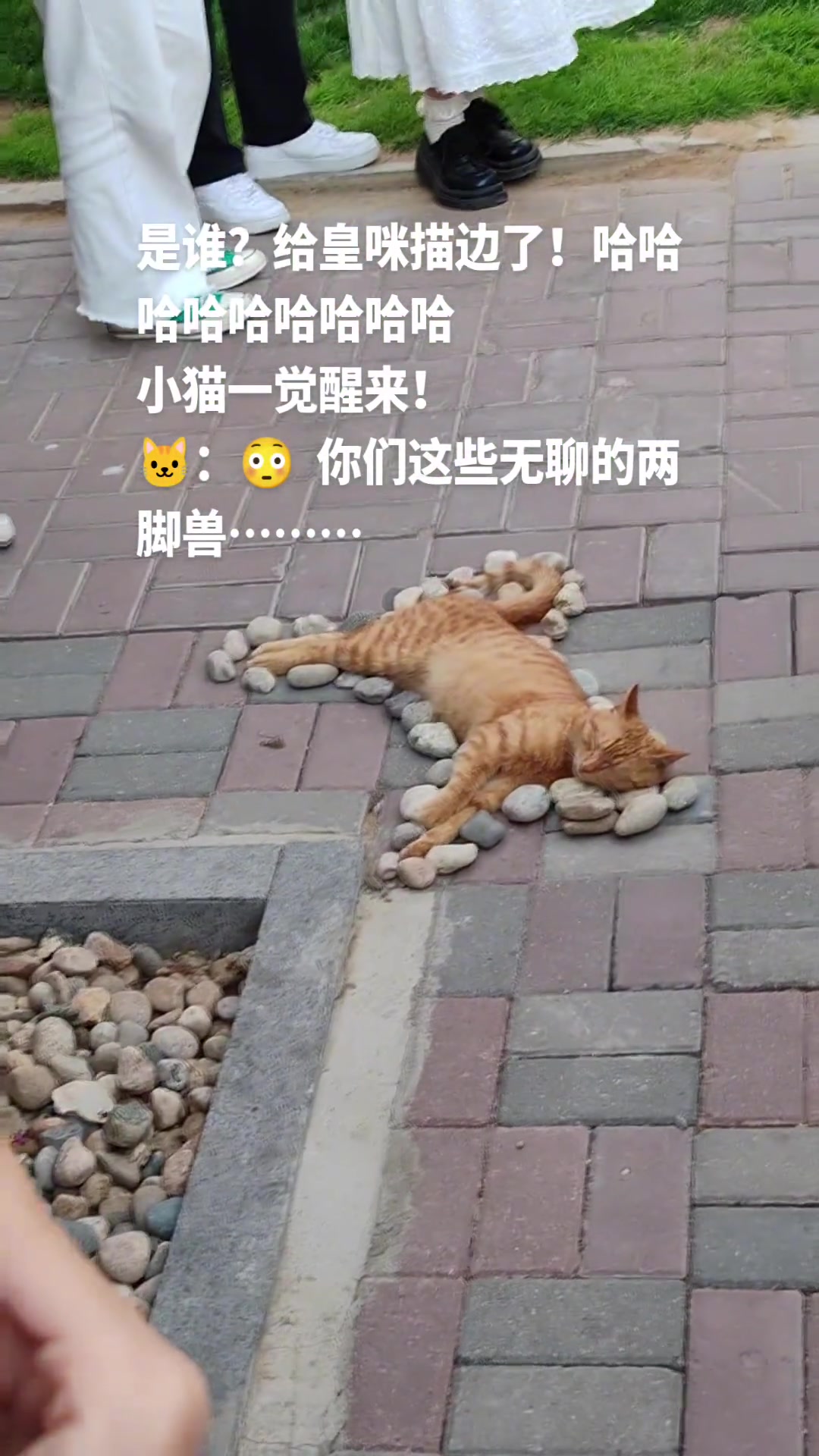 一觉醒来 被两脚兽围观