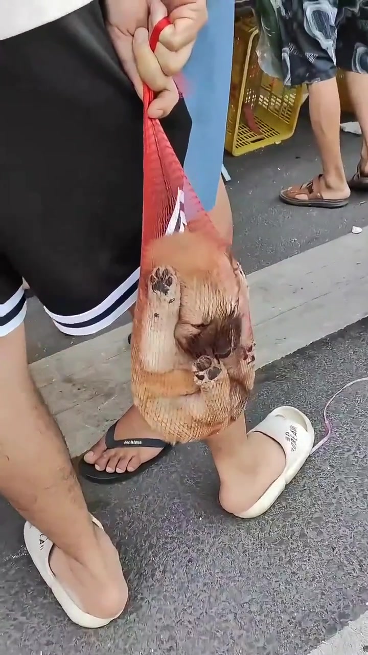 小狗就是这么带回家的