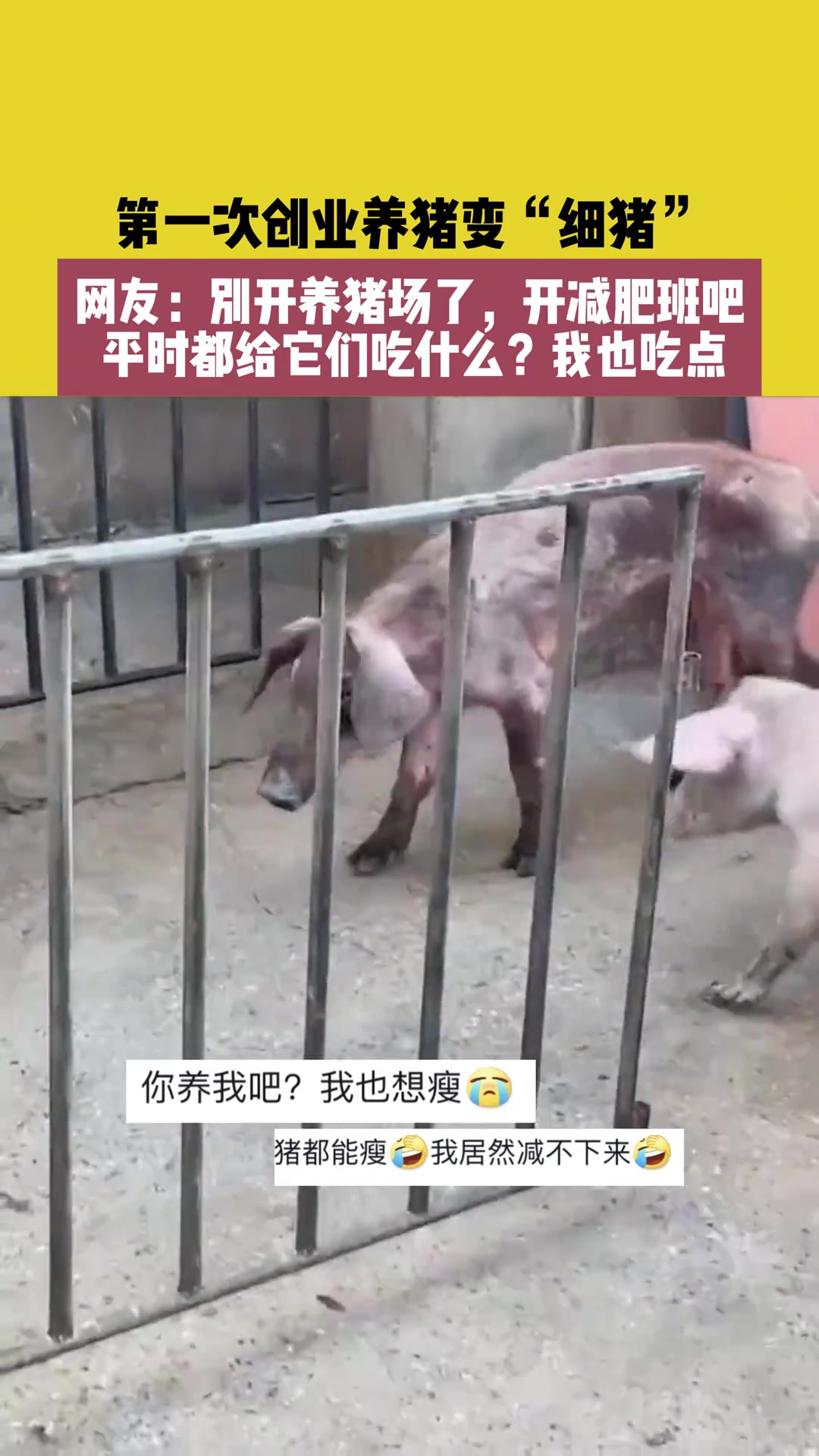 第一次创业养猪变“细猪” 网友:别开养猪场开减肥班吧