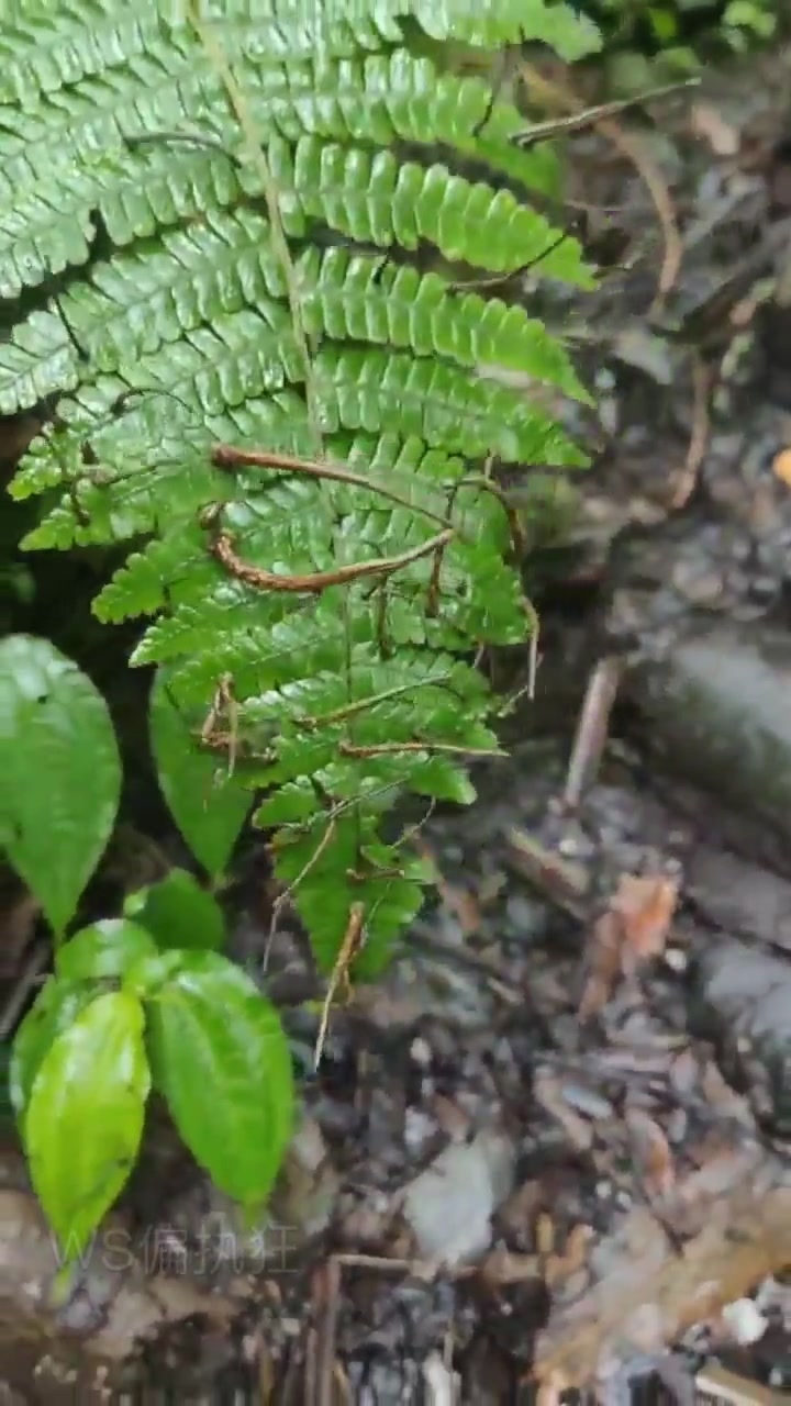 这玩意看着是真膈应啊