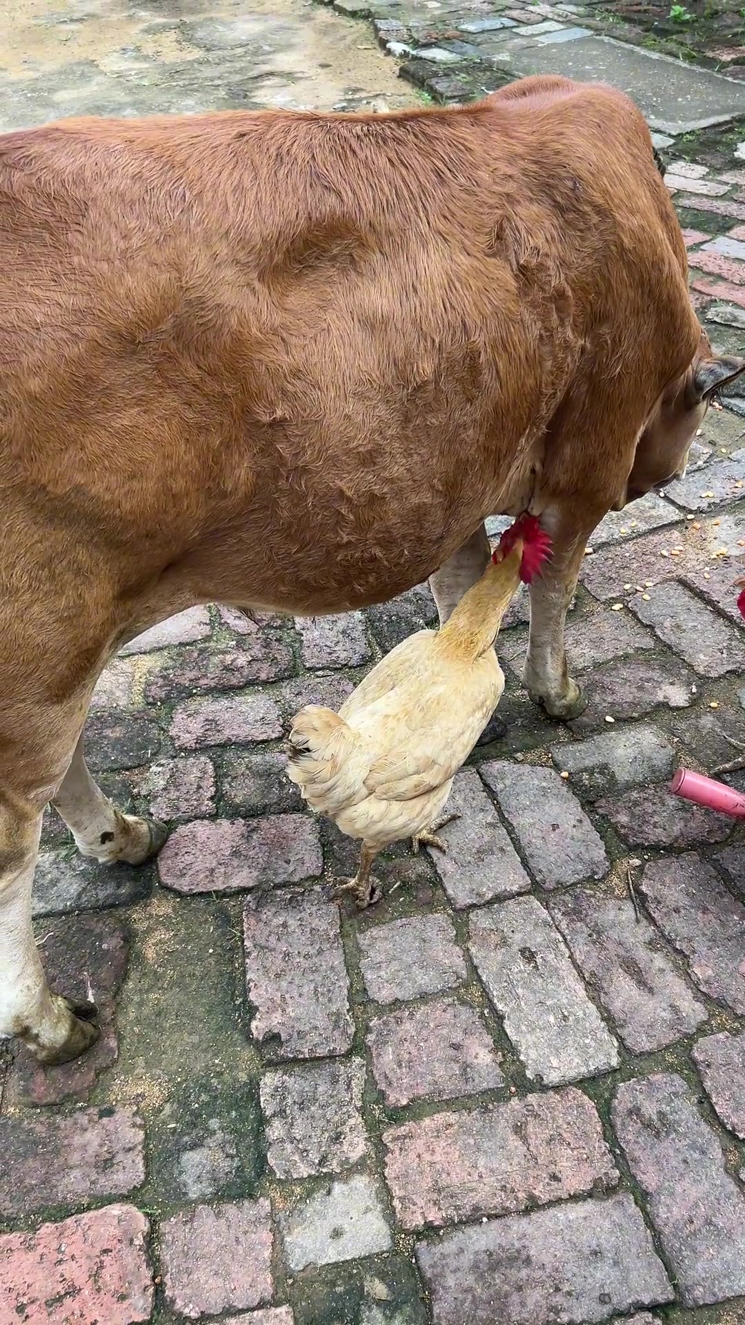 给牛按摩呢？