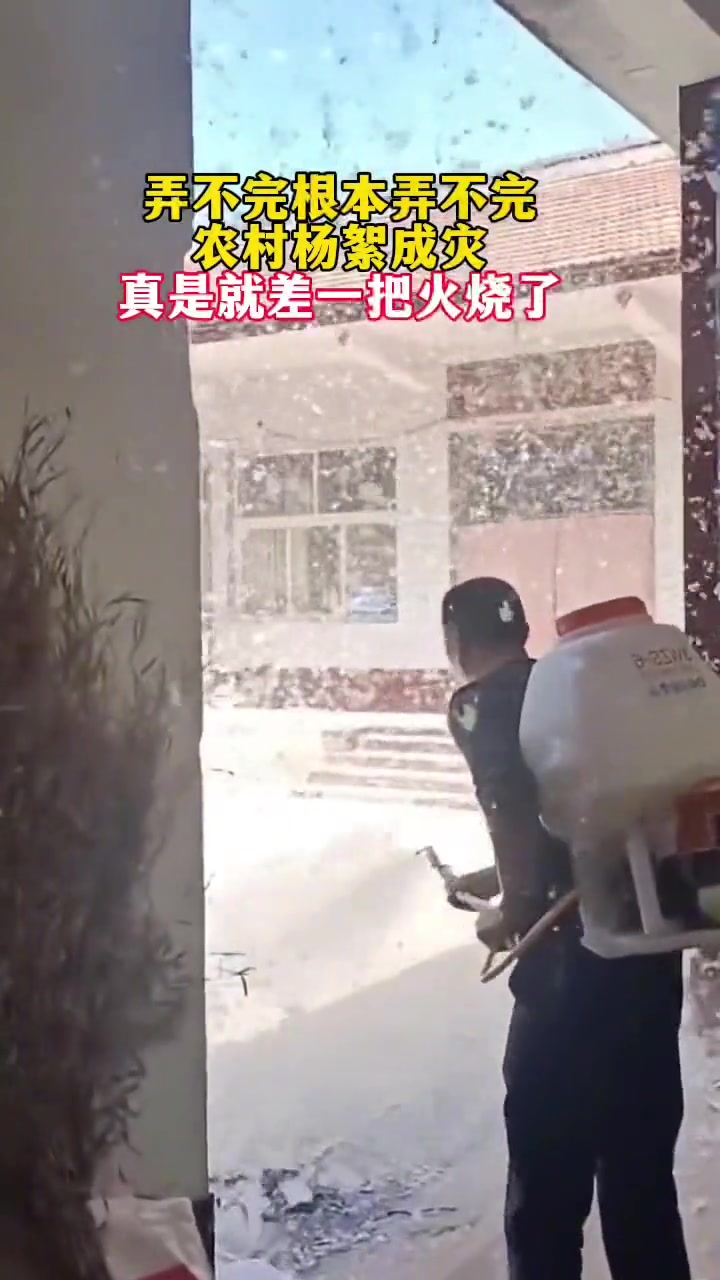 农村杨絮成灾了