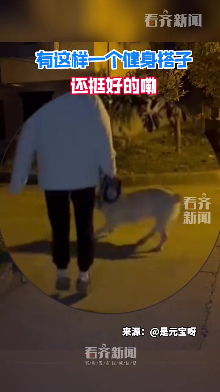 嘻嘻！这是狗逗人玩还是人逗狗玩呢？