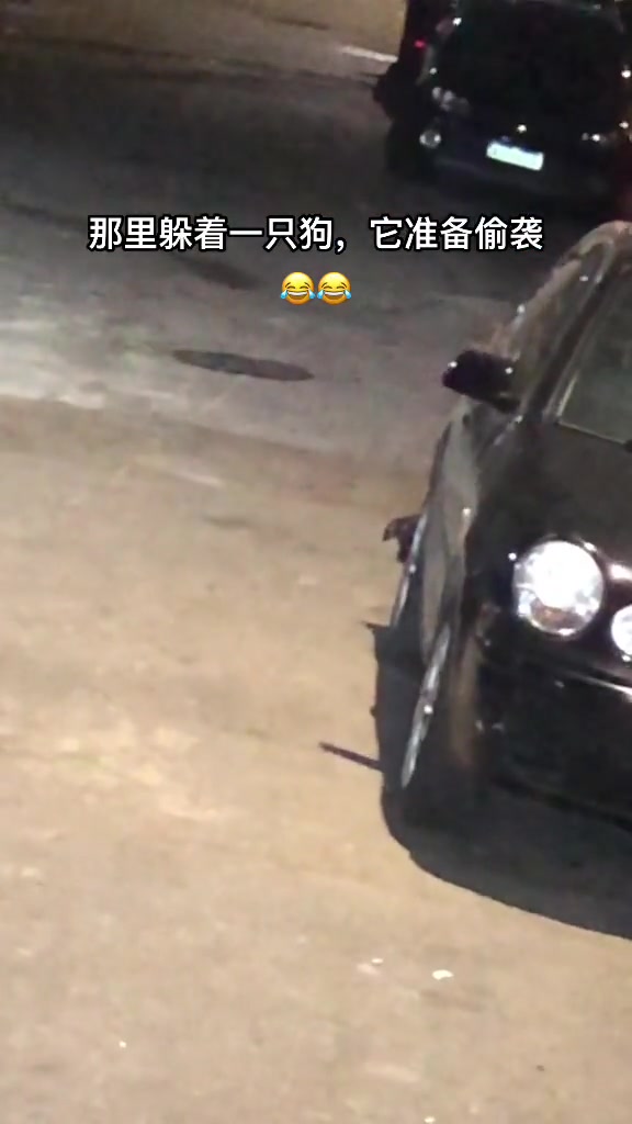 并非故意逗狗吓怕了 ！
