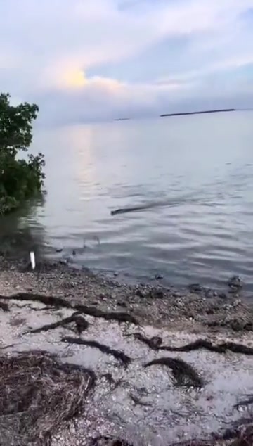鳄鱼：钓鱼佬，把我午餐给我