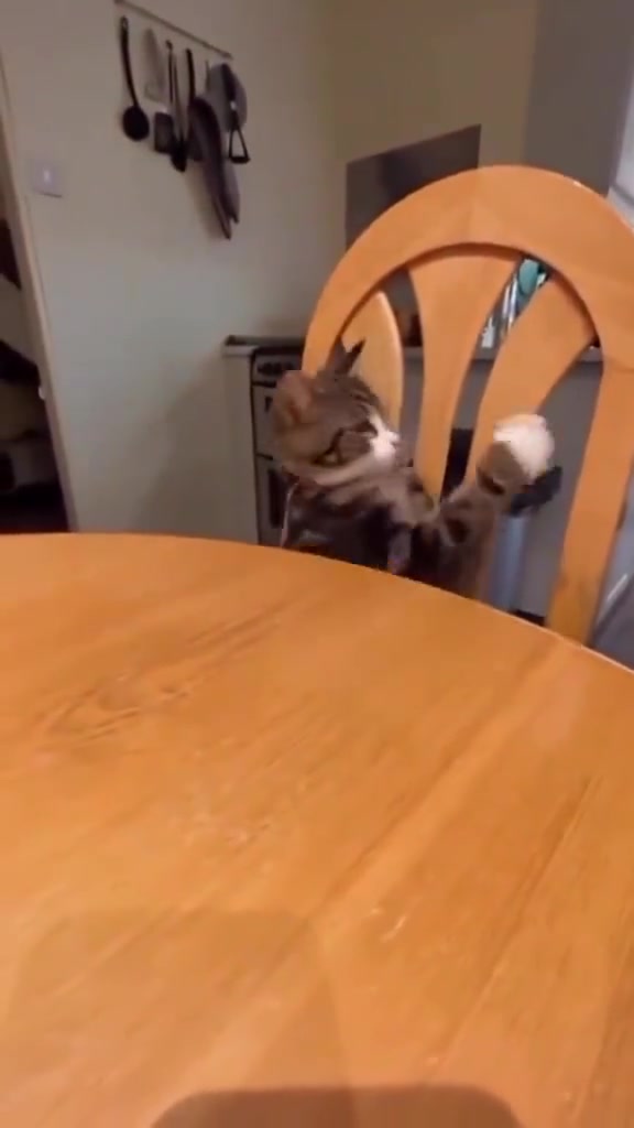 猫咪这么吃我是没想到的
