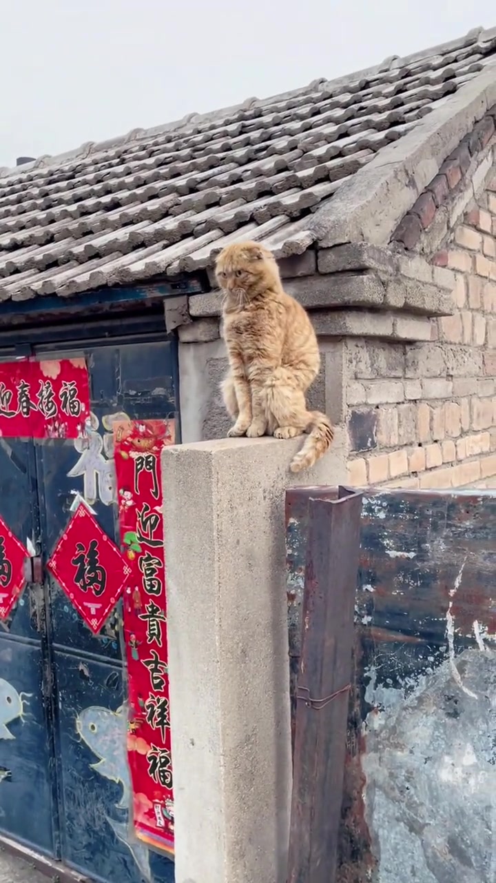 好家伙，头一回见让猫凑合当石狮像的