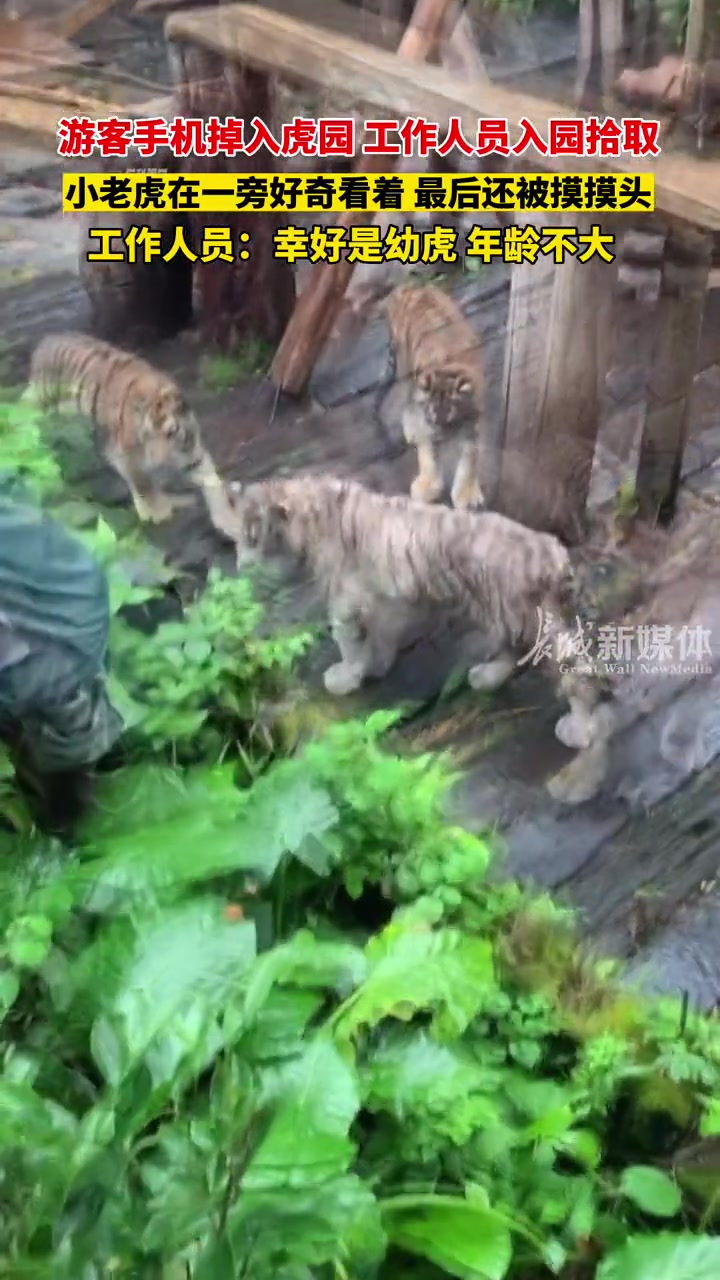 还好是掉进老虎幼儿园