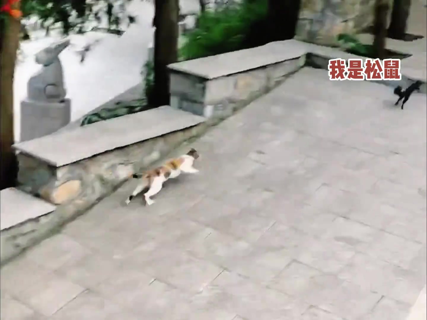 松鼠：我该怎么解释我是松鼠