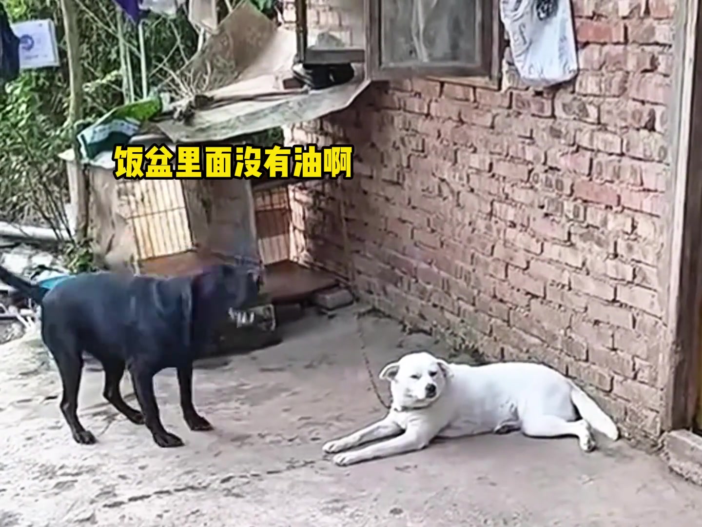 这狗指定有大毛病