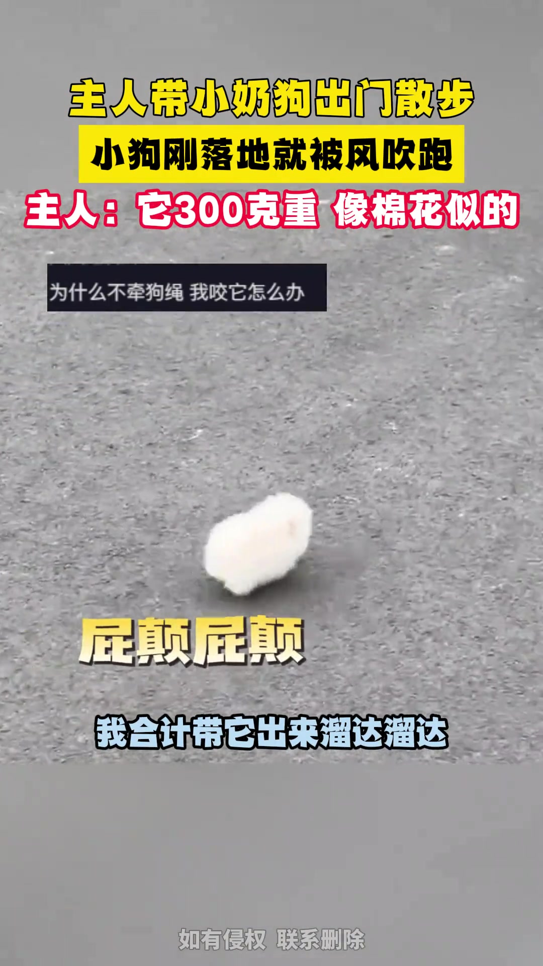 人带小奶狗出门散步，小狗刚落地就被风吹跑