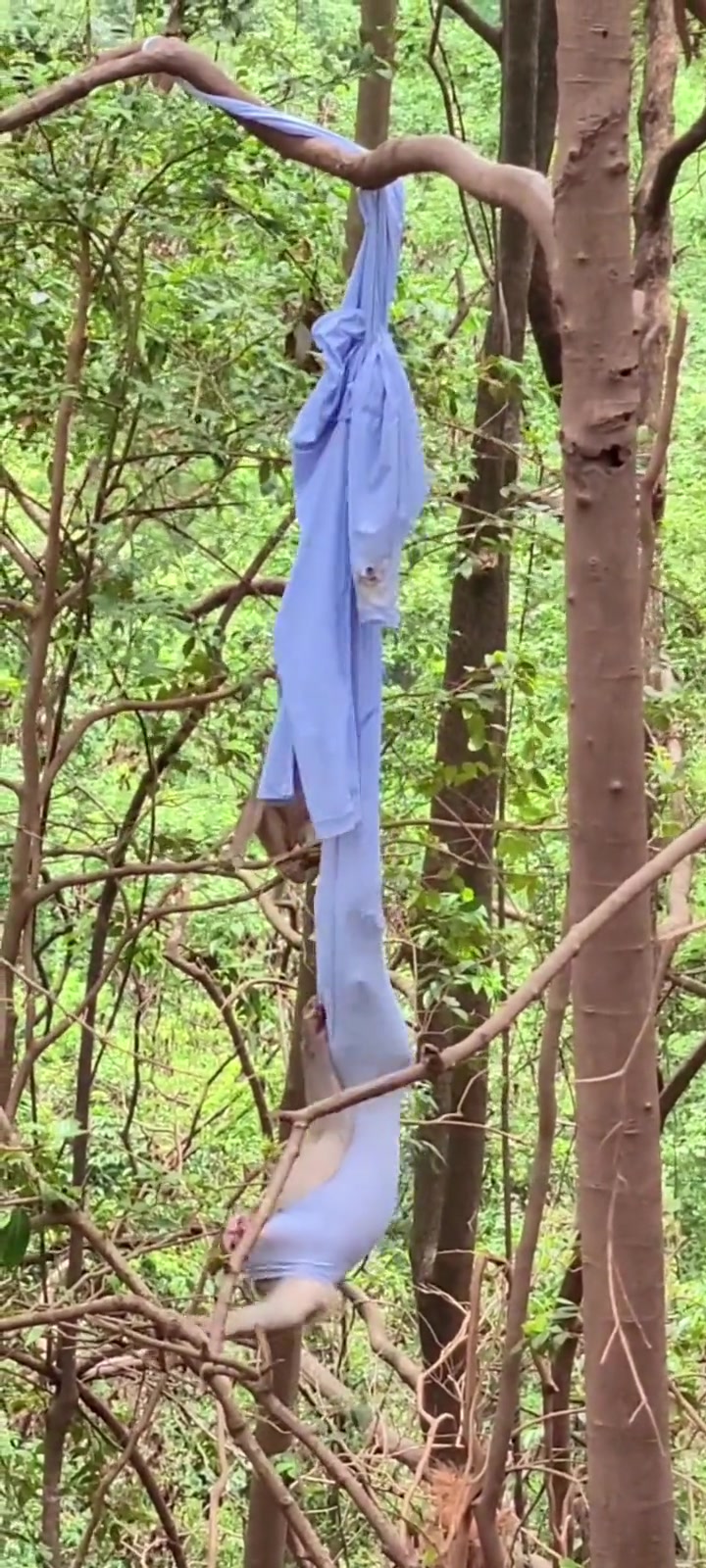 小猴子抢了游客防晒衣贪玩挂在树上钻进去出不来了