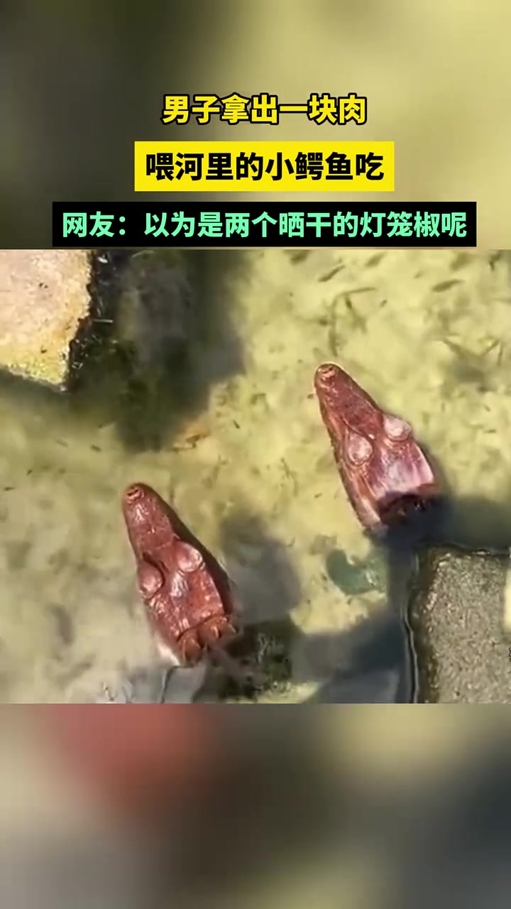 开始以为两个晒干的灯笼椒呢！