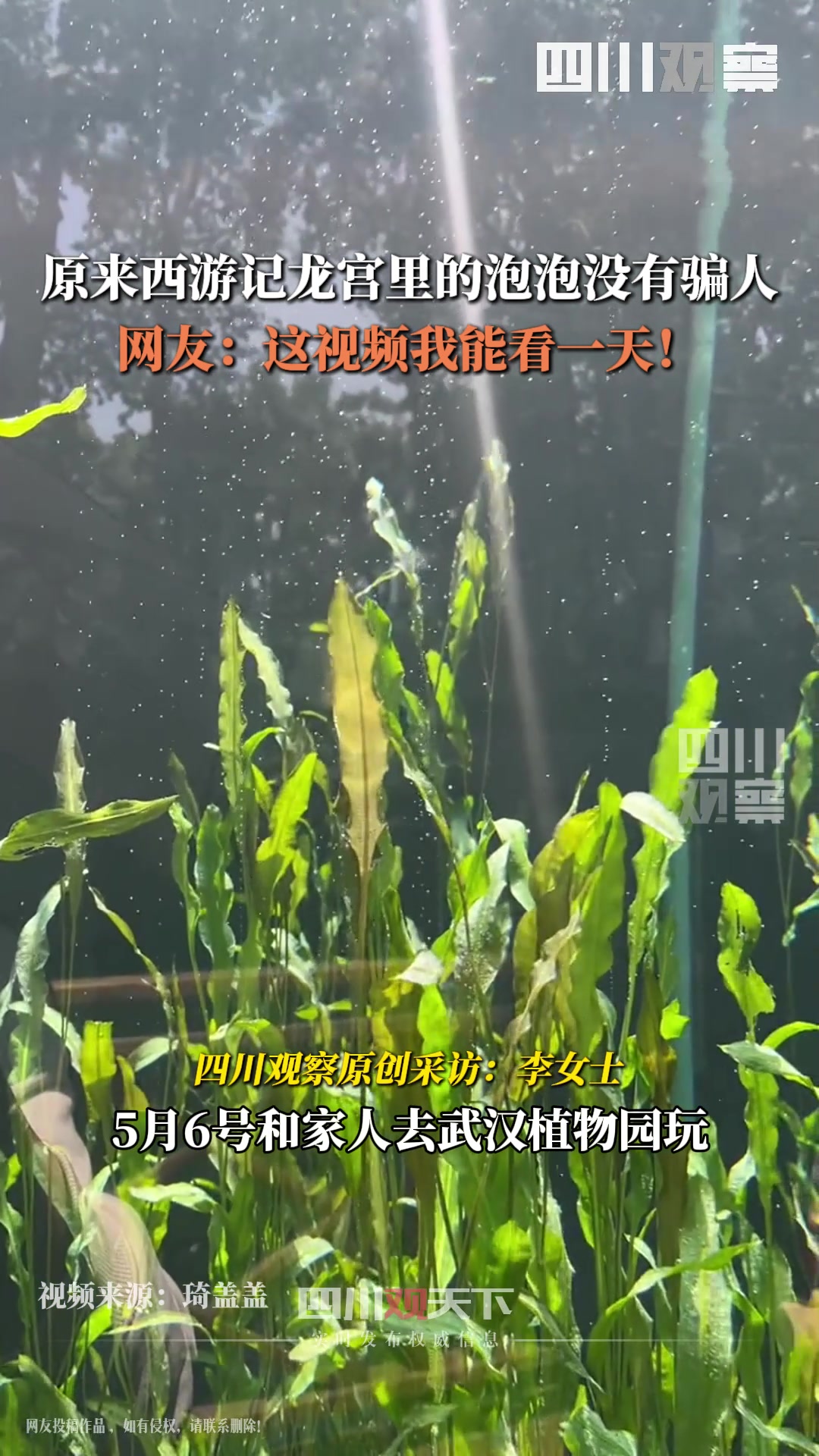 原来西游记龙宫里的泡泡没有骗人，植物本体在冒泡泡