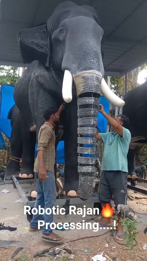 还以为他们给大象装一个鼻子假肢，结局才知道这是假象
