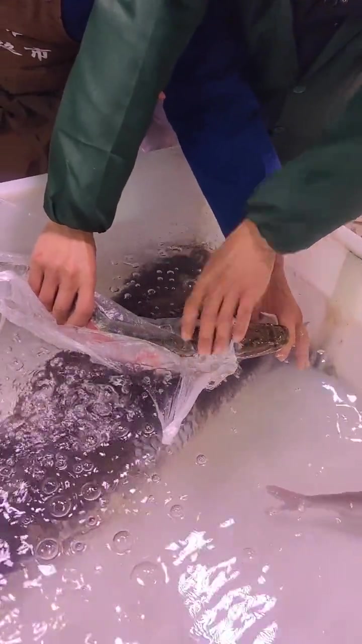 吧友们有没有被鱼咬过的？竟然还能这样松嘴啊