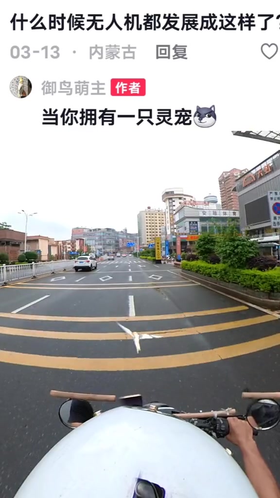 真实版无人“鸡” 人鸟合一，彼此信任
