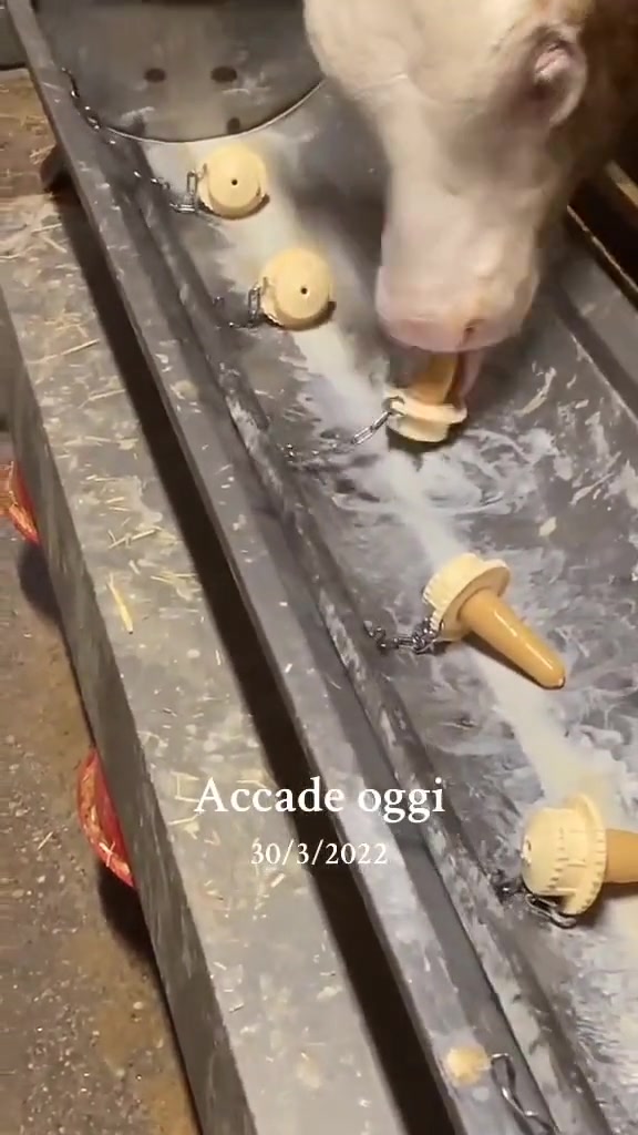 这牛日子还怪好勒！还有“甜筒”吃