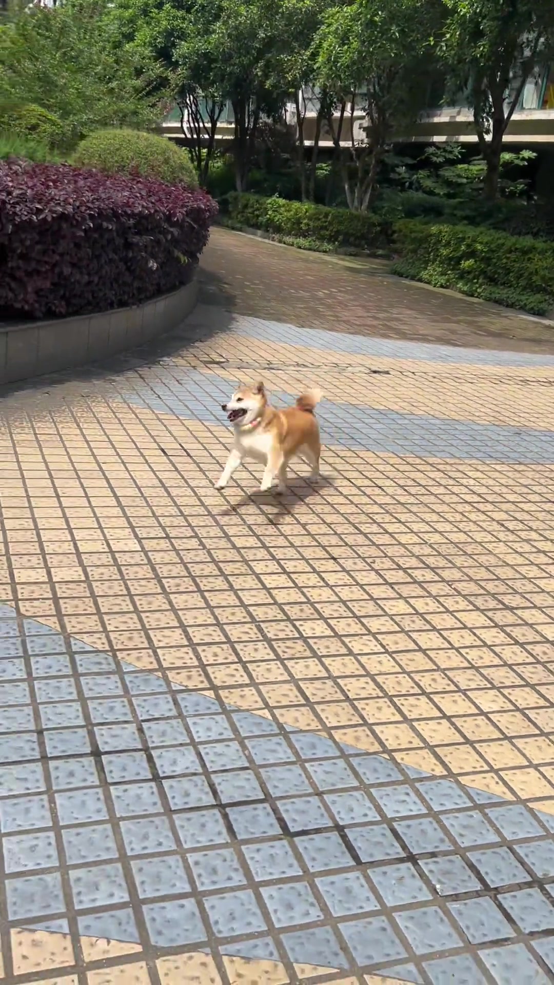 总有些生命是为了治愈你而来