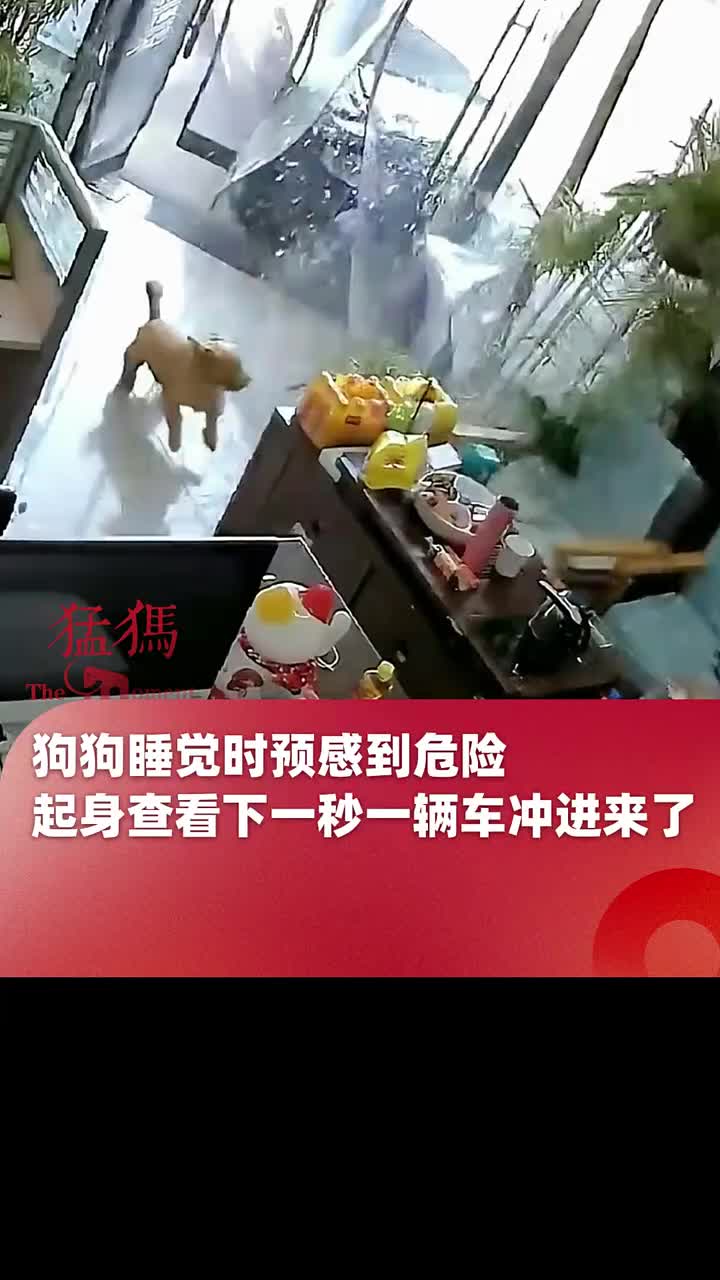 车失控撞进客厅？！汪汪队立大功！