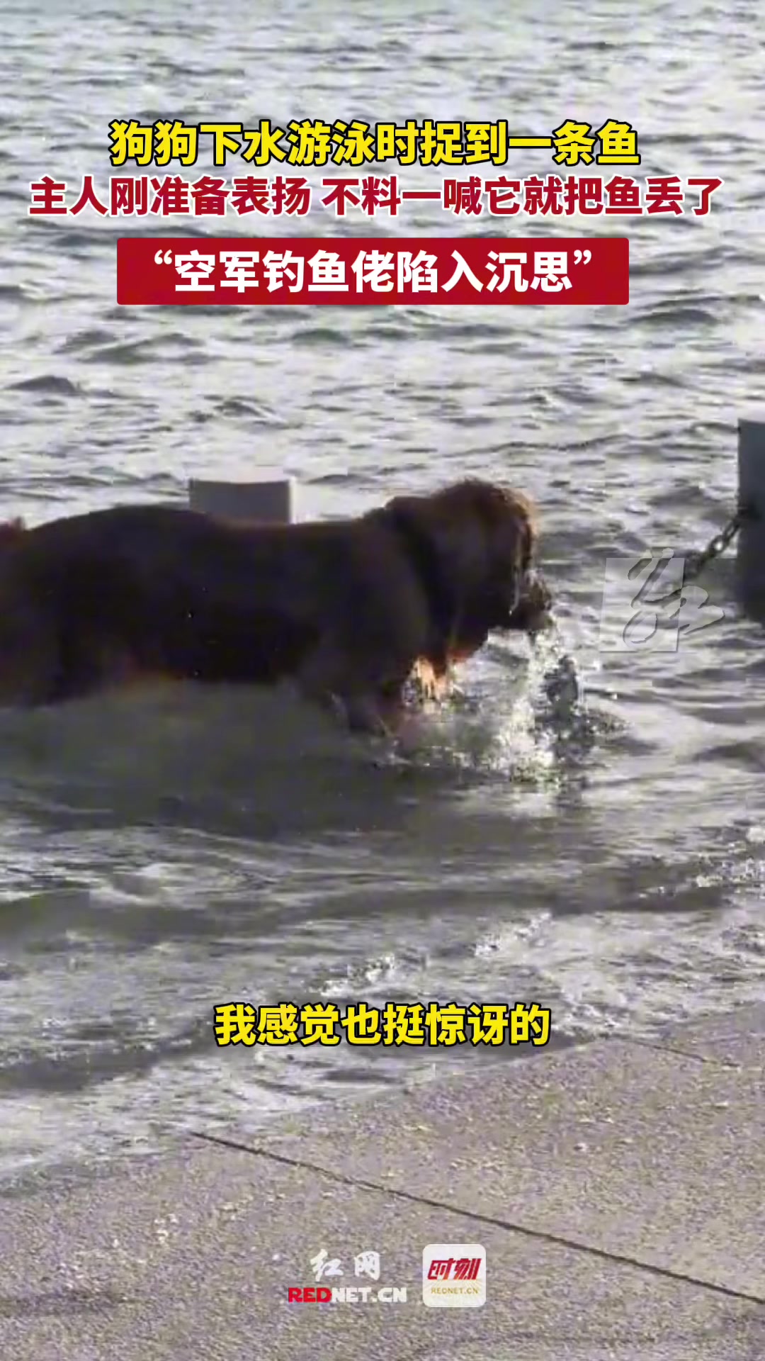 我的钓鱼技巧可能还不如一头狗！空军一号们落泪！
