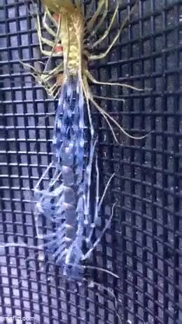 这是什么虫啊？异性原型？