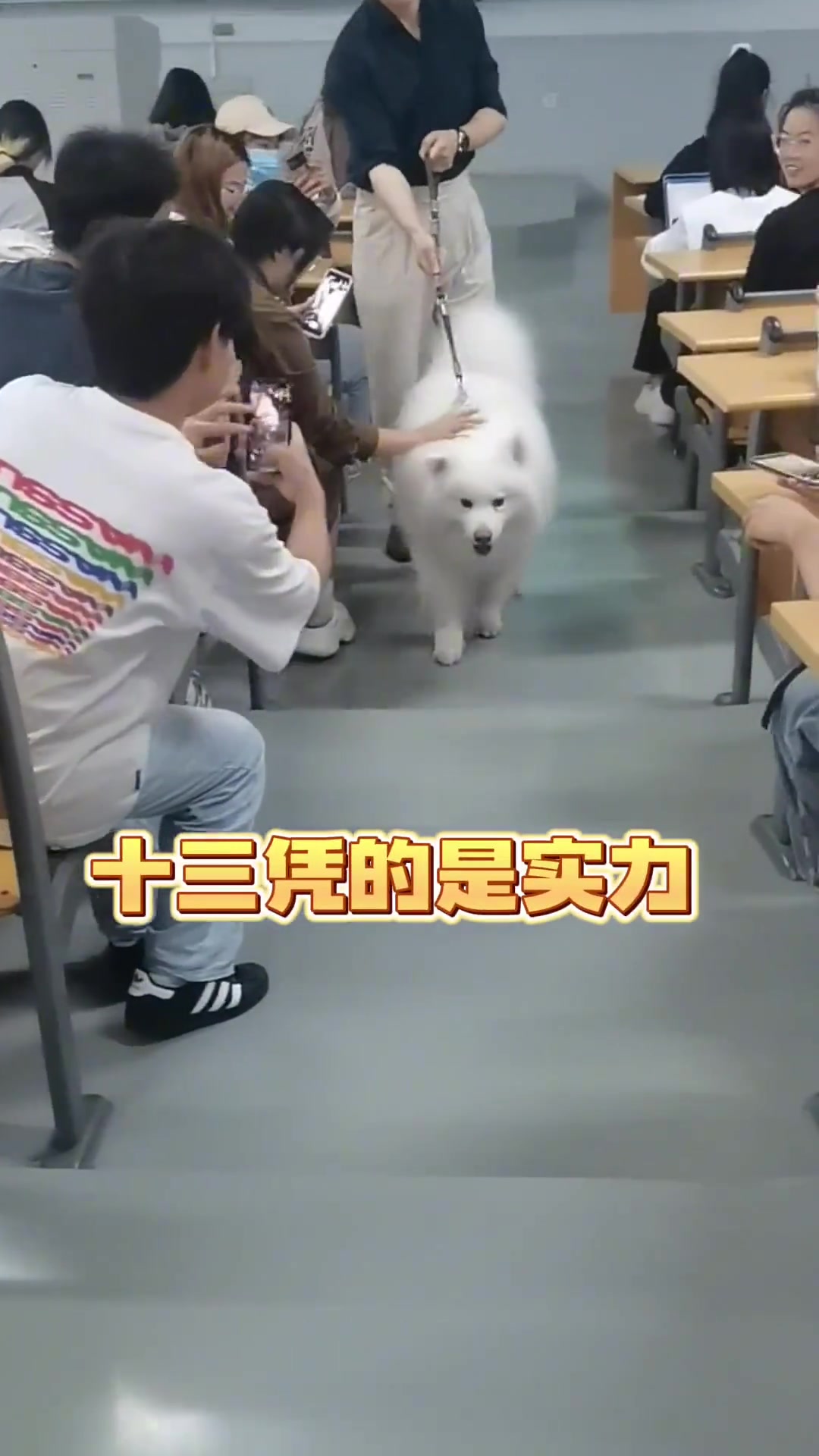 狗狗想去大学当助教，不会两门语言怎么行?