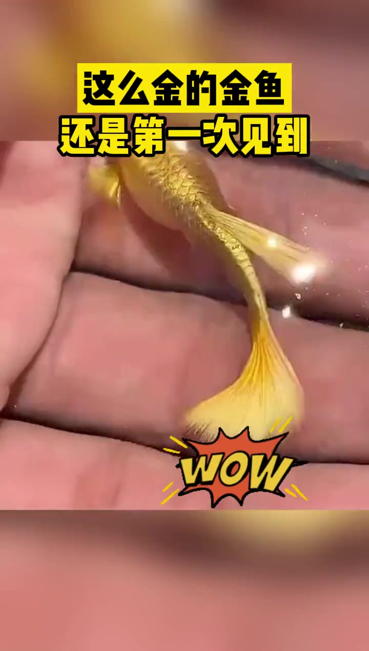 这么金的金鱼，还是第一次见