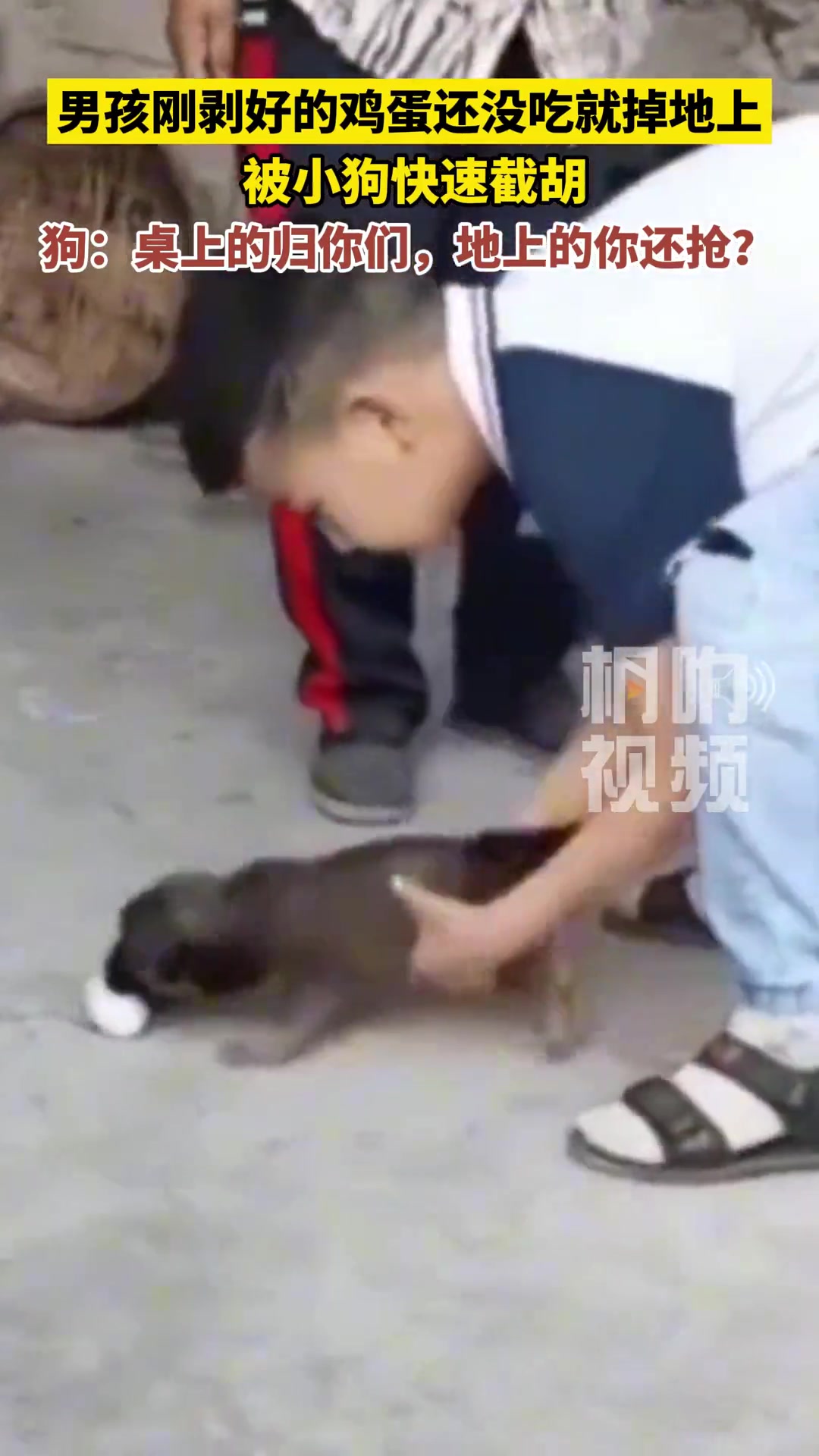 男孩刚剥好的鸡蛋还没吃就掉地上，被小狗快速截胡