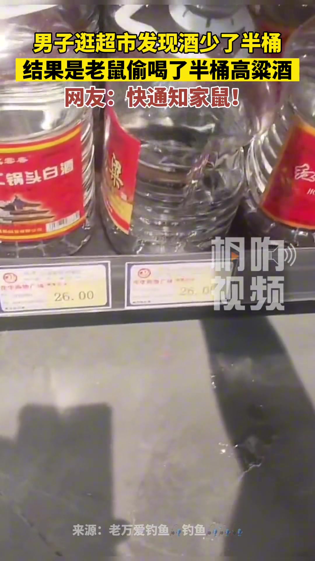 这是一只有故事的老鼠，也许鼠是被爱情所伤