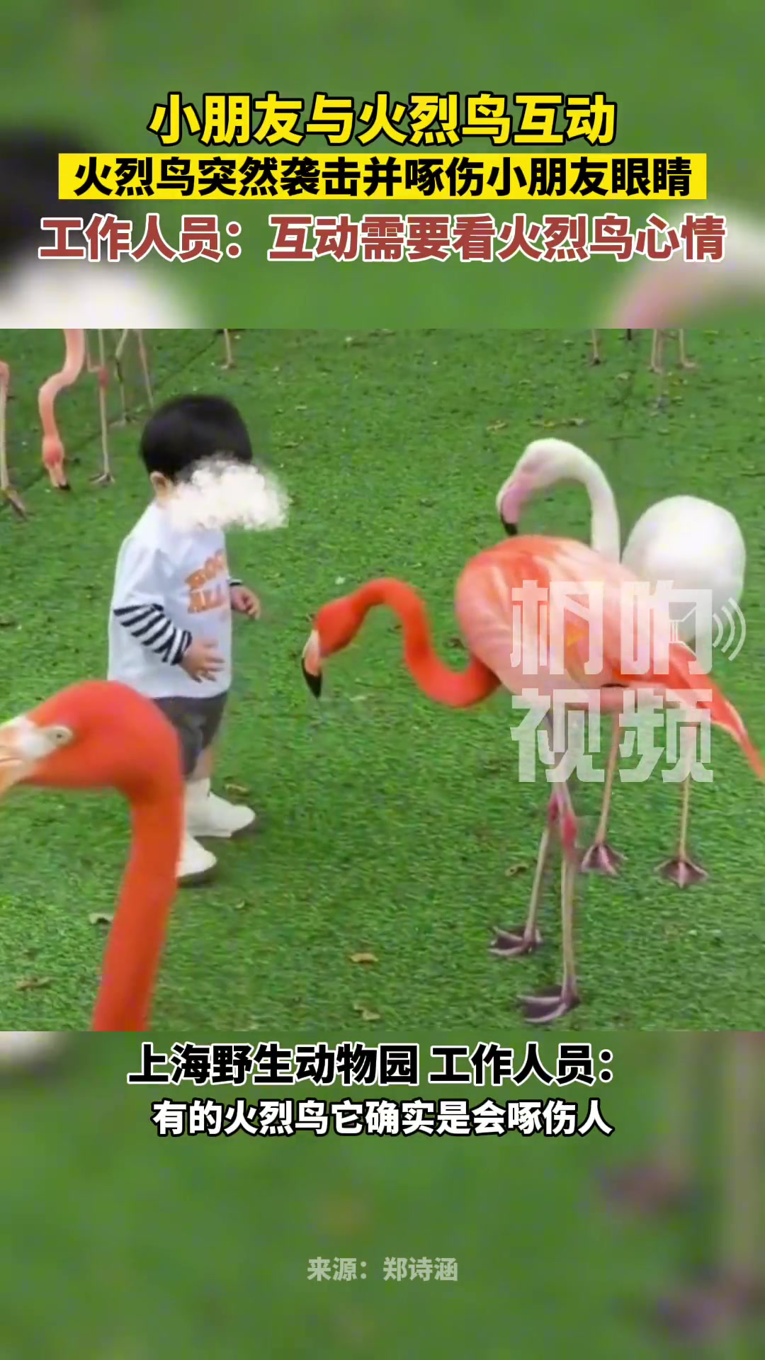 小朋友与火烈鸟互动，火烈鸟突然袭击并啄伤小朋友眼睛