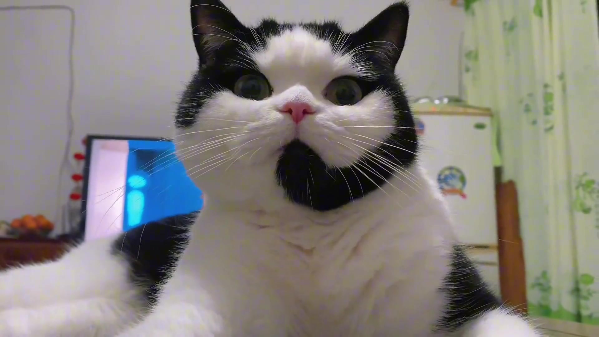 猫咪都干上客服了