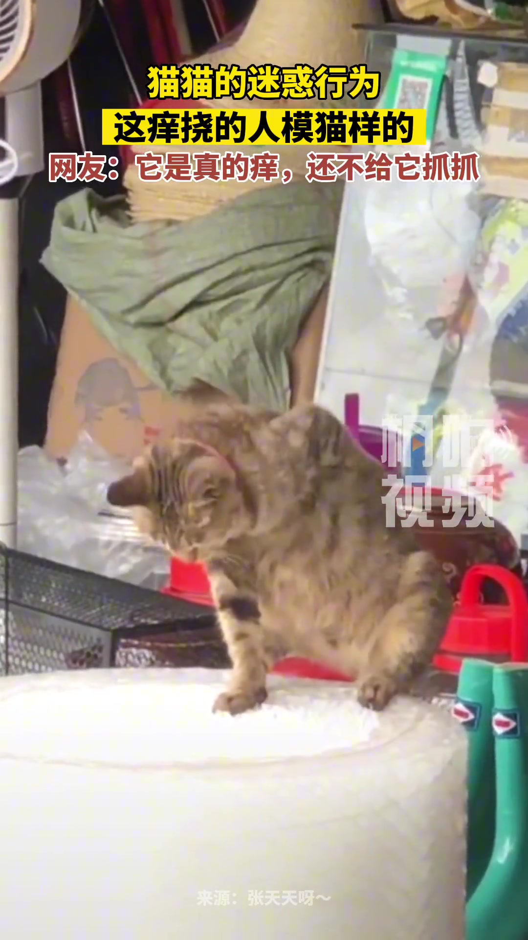 看到它挠背一瞬间我小脑萎缩了