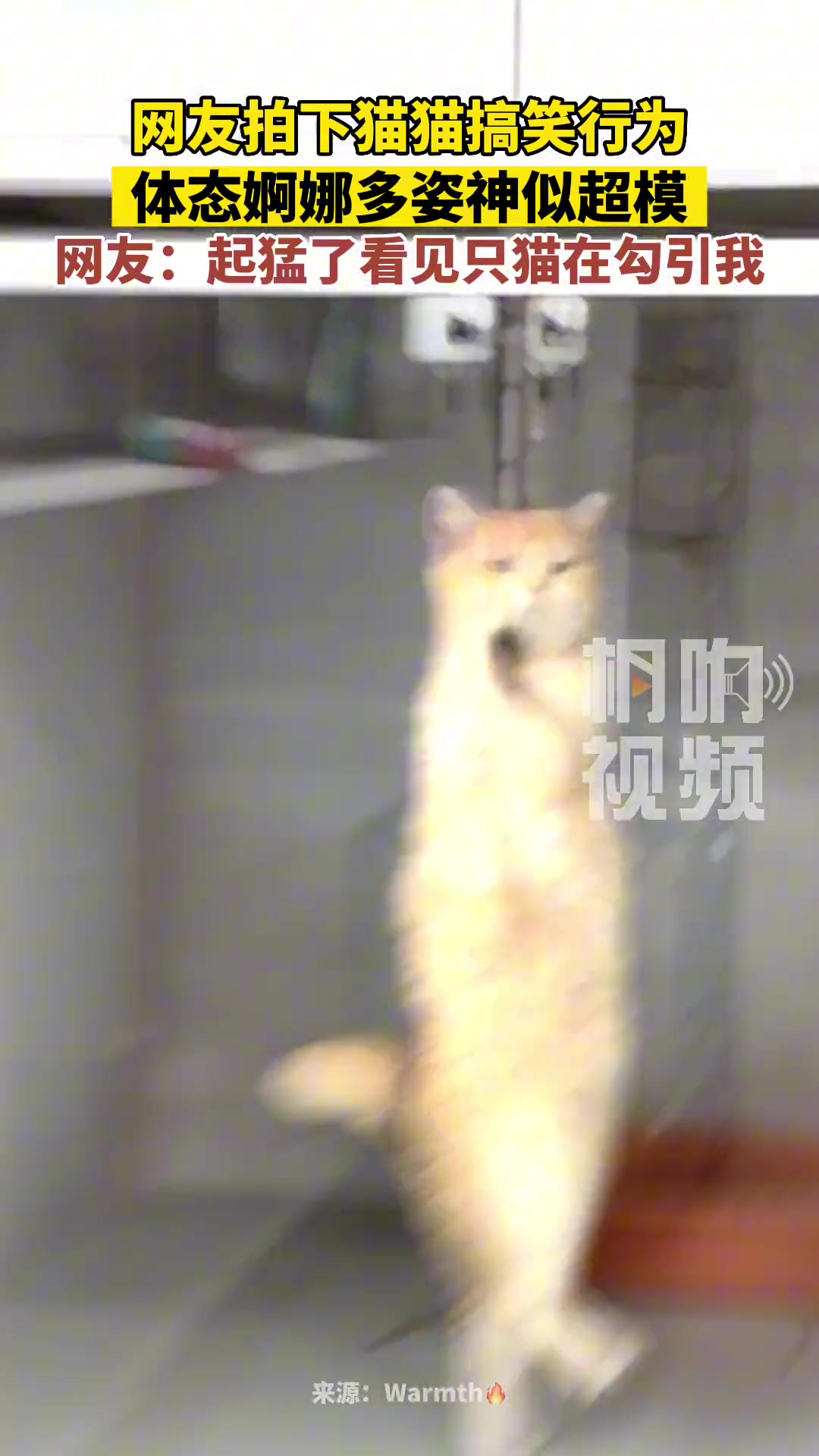 这个猫猫好妖娆啊