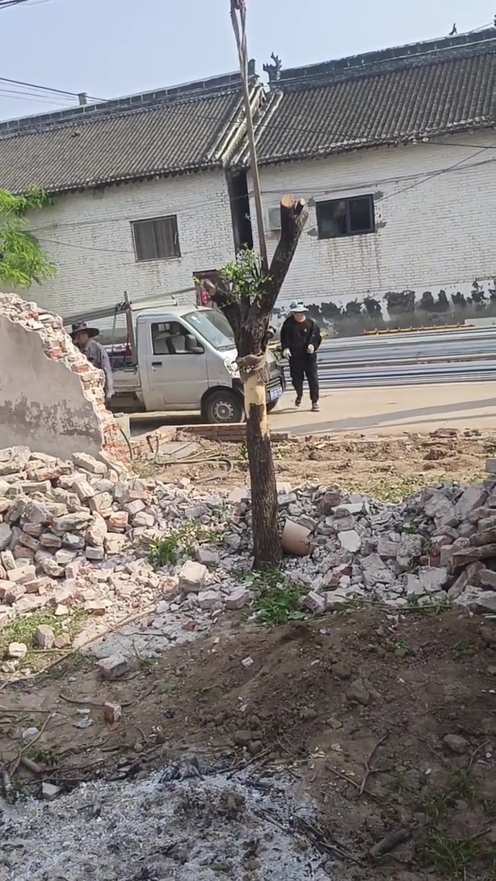 我现在知道倒拔垂杨柳有多难了