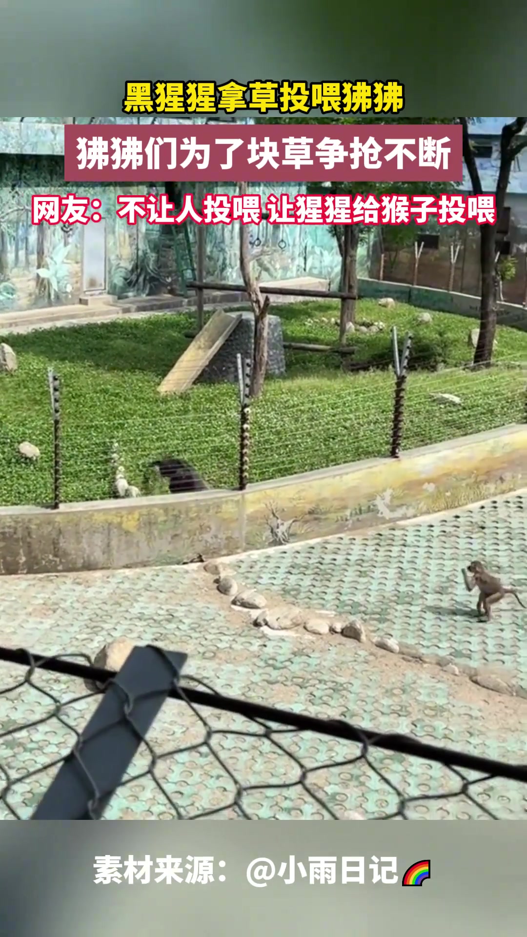 黑猩猩给狒狒投喂