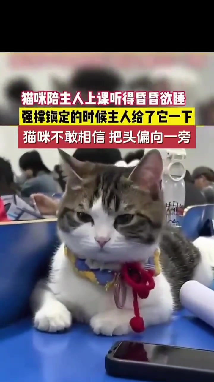 这课上的猫听了都迷糊