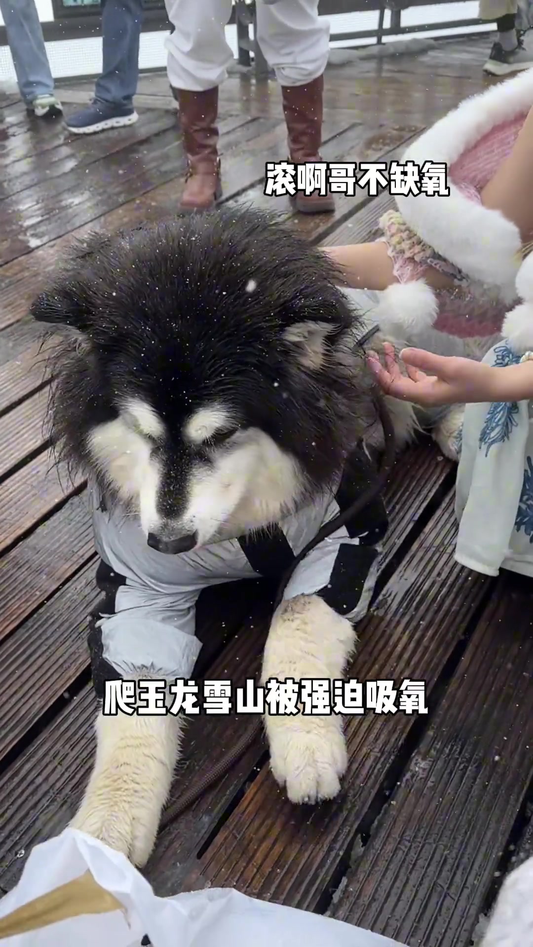 氧气浓度下来 狗的眼神都清澈了