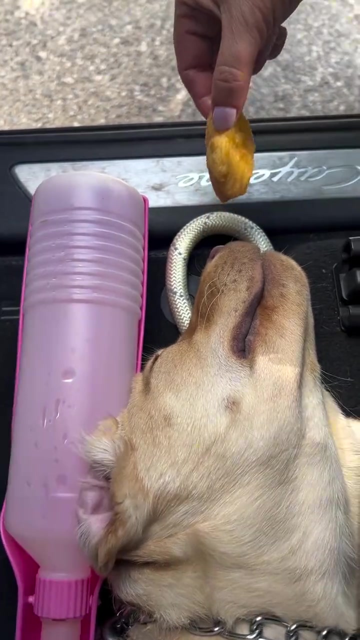 吃货狗的自我修养