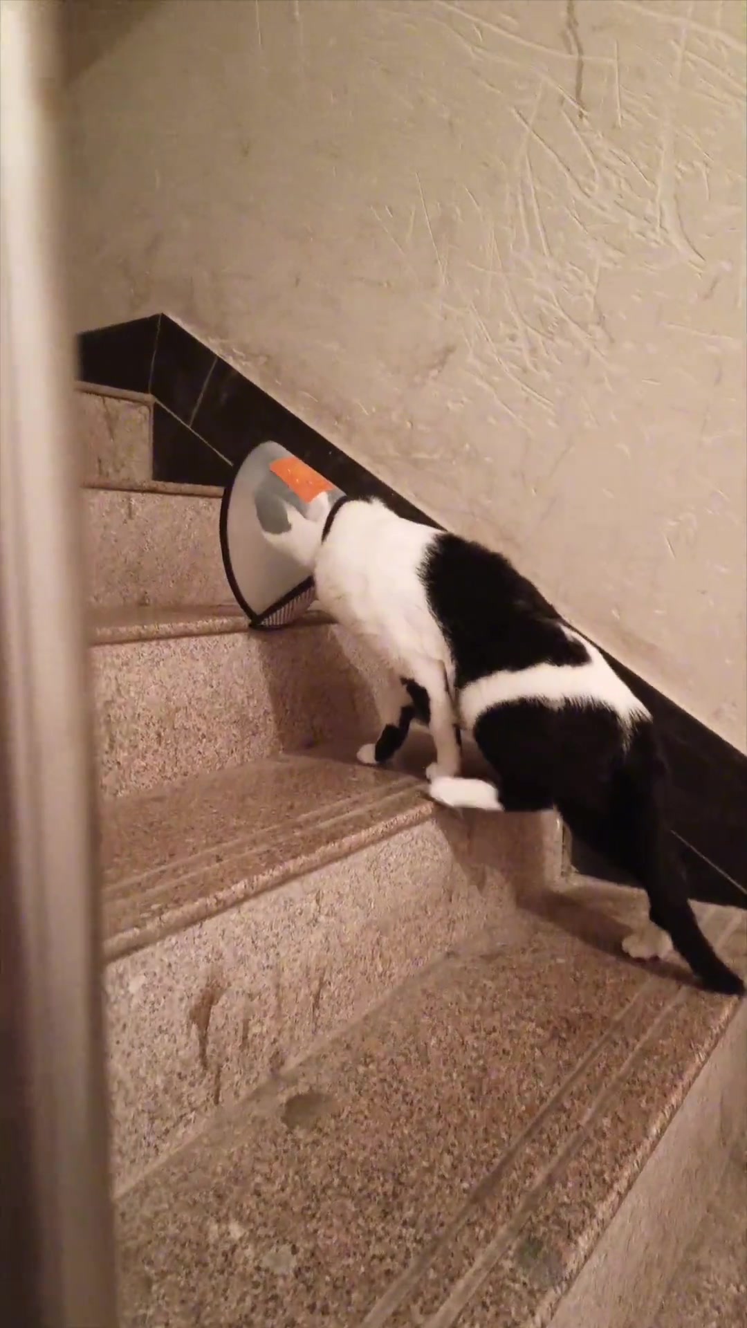猫：今天脖子栓栓的