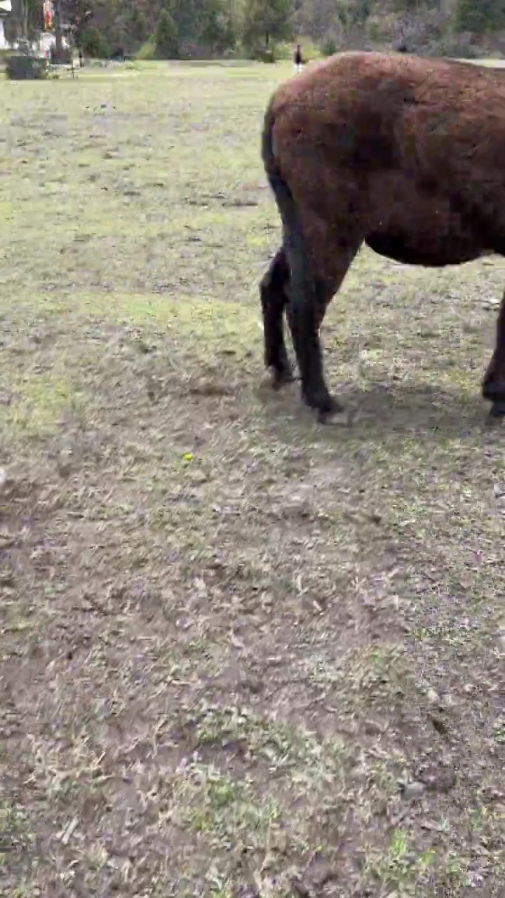 我以为它是要过来给我摸